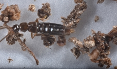 Geostiba circellaris