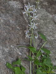 Petromarula pinnata
