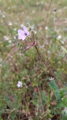 Erodium cicutarium cicutarium