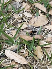 Calopompilus maculipennis