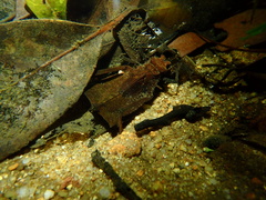 Sieboldius alexanderi