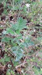 Erodium cicutarium cicutarium