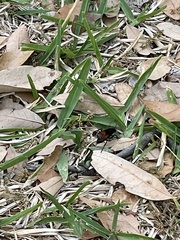 Calopompilus maculipennis