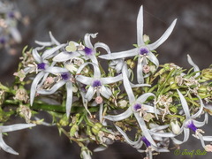 Petromarula pinnata
