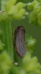 Agallia quadripunctata