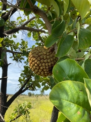 Annona crassiflora