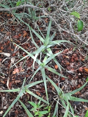 Aloe chabaudii