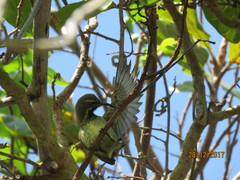 Cinnyris bifasciatus