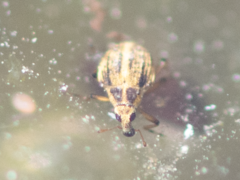 Eubrychius velutus