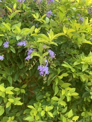 Duranta erecta