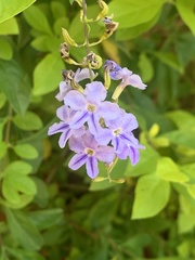 Duranta erecta