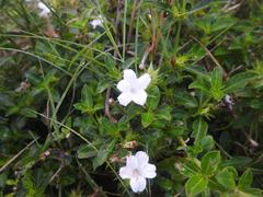 Barleria elegans orientalis