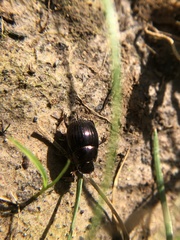 Ateuchus histeroides