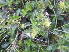 Barleria elegans orientalis
