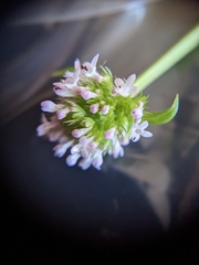 Plectritis ciliosa
