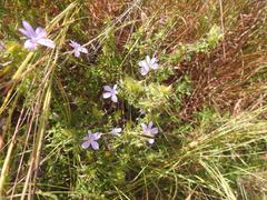Barleria saxatilis