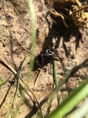 Ateuchus histeroides