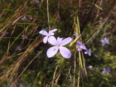 Barleria saxatilis