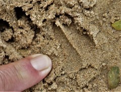 Tragelaphus sylvaticus sylvaticus