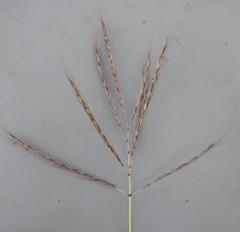 Bothriochloa insculpta