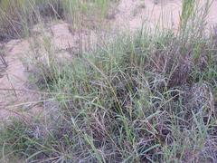 Bothriochloa insculpta