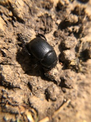Geotrupes blackburnii
