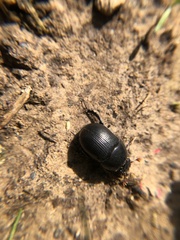 Geotrupes blackburnii