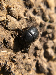 Geotrupes blackburnii