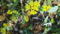 Bupleurum rotundifolium