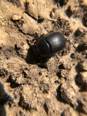 Geotrupes blackburnii
