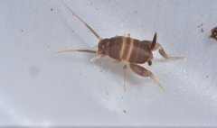 Myrmecophilus acervorum