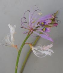 Cleome maculata