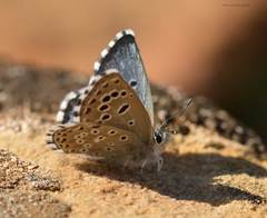 Pseudophilotes panoptes