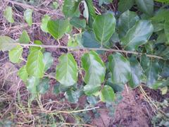 Combretum microphyllum