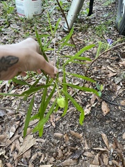 Asimina angustifolia image