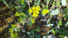 Bupleurum rotundifolium