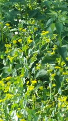 Bupleurum rotundifolium