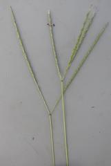 Digitaria didactyla