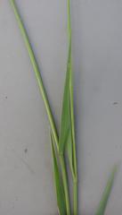 Digitaria didactyla