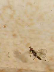 Closterocerus chamaeleon