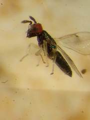 Closterocerus chamaeleon