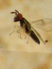 Closterocerus chamaeleon