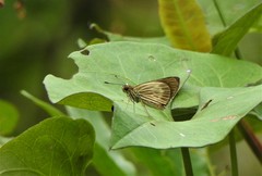 Vehilius stictomenes