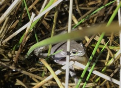 Hyla intermedia perrini