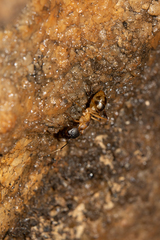 Camponotus maculatus