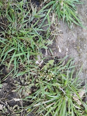 Capsella bursa-pastoris