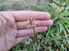 Capsella bursa-pastoris