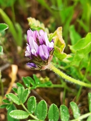 Biserrula pelecinus