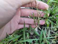 Capsella bursa-pastoris