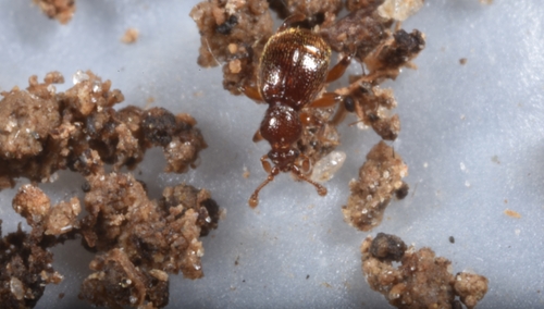 Bryaxis puncticollis